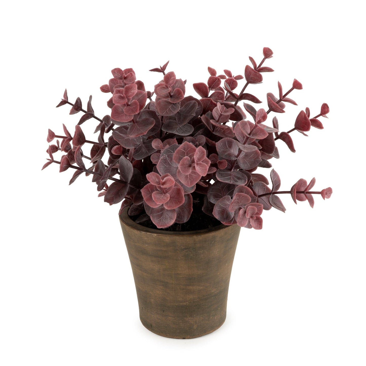 23cm Eucalyptus in Pot - Bridgnorth Furniture