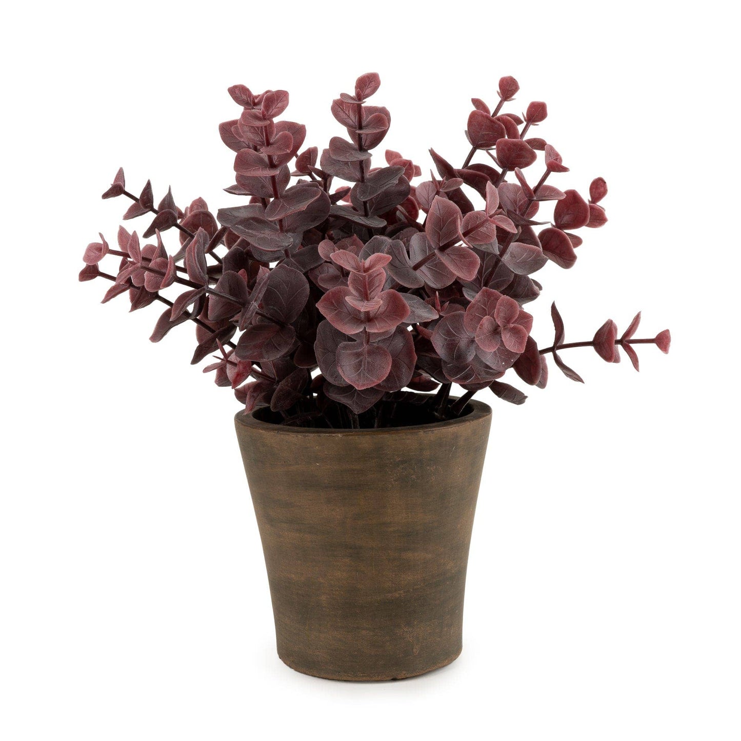 23cm Eucalyptus in Pot - Bridgnorth Furniture