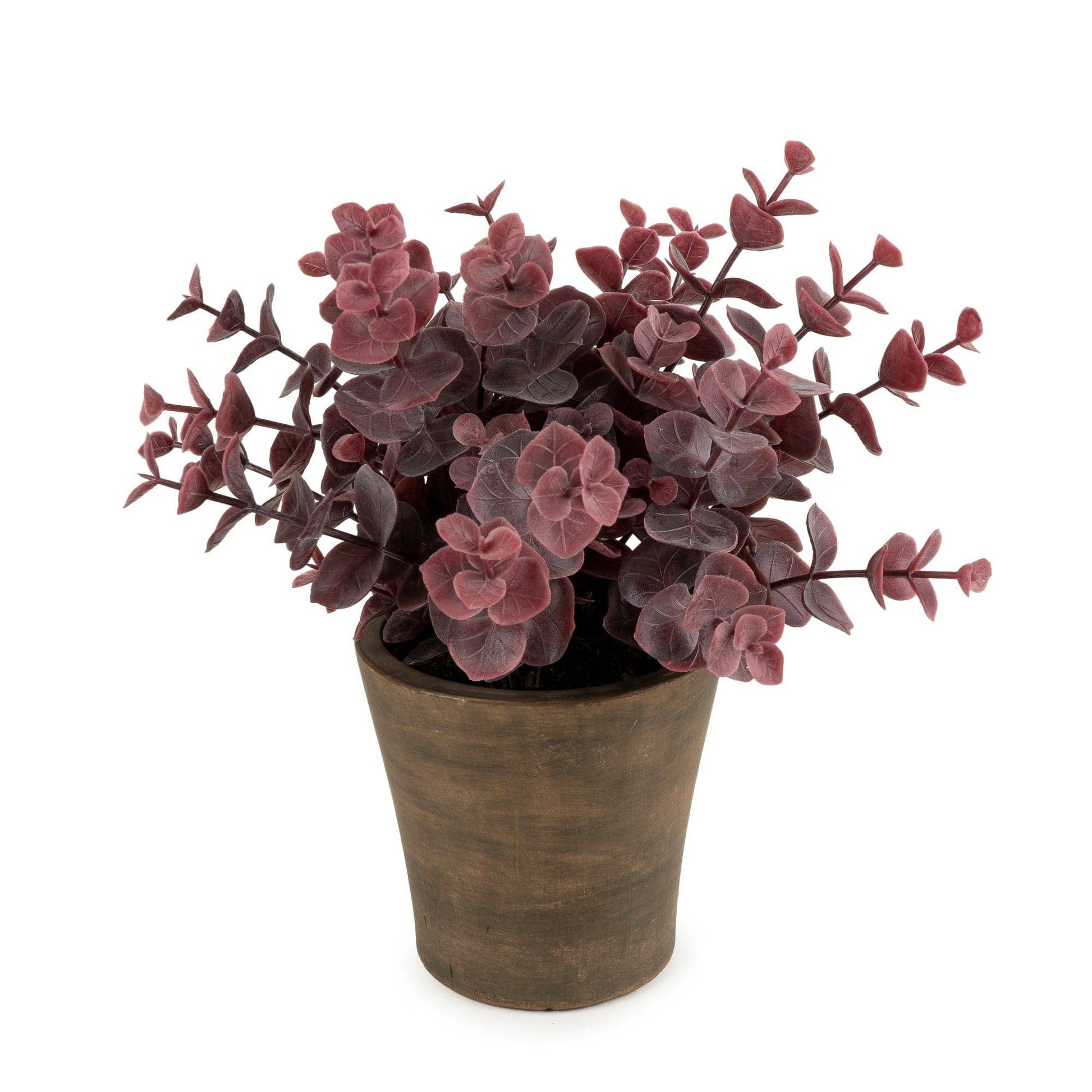 23cm Eucalyptus in Pot - Bridgnorth Furniture